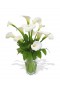 White callas in vase